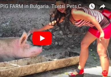 Visiting a Pig Farm in Bulgaria